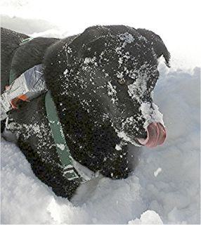 Powderhound: Winter; Photo: Matt Duffy