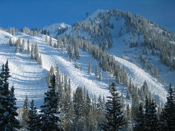 snowbird09.jpg