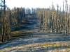This photo of Rim Run from today shows burned trees on both sides of the trail. (photo: Ski Pajarito)