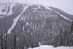 Lake Louise's large glade under the Ptarmigan chair. (photo: FTO/Kevin Gawenus)