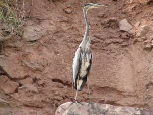 A Great Blue Heron silently guards the river bank (photo: FTO/Marc Guido)