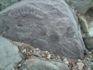 Fossilized remains of ancient sea creatures (photo: FTO/Marc Guido) Fossilized remains of ancient sea creatures (photo: FTO/Marc Guido)