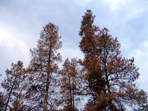 Lodgepole pine trees in British Columbia decimated by the mountain pine beetle. Lodgepole pine trees in British Columbia decimated by the mountain pine beetle.