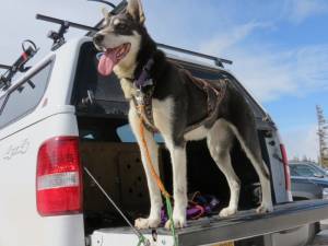 "Fearless," a four-time Iditarod veteran (photo: FTO/Marc Guido)