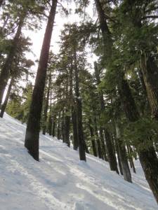 Some of Mount Bachelor's famed tree skiing (photo: FTO/Marc Guido)