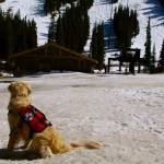Loveland Ski Area's avalanche rescue dog Ruby watches melting snow and few customers at the Colorado resort on Monday. (photo: Dustin Schaefer)