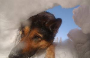 Tomorrow's third annual Mazot Fest at Mt. Hood Meadows will benefit the Oregon ski resort's avalanche rescue dogs. (photo: Andrea Booher) Tomorrow's third annual Mazot Fest at Mt. Hood Meadows will benefit the Oregon ski resort's avalanche rescue dogs. (photo: Andrea Booher)