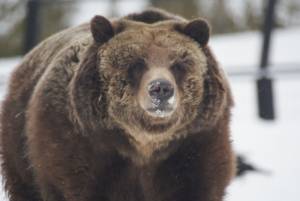 One of Yellowstone's notorious grizzlies, taken from the Grizzly and Wolf Discovery Center in West Yellowstone (photo: FTO/Alan  Wechsler)