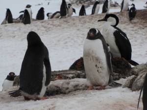 Penguins on Wiencke Island (photo: FTO/Tony Crocker)