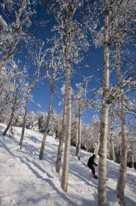Okemo will introduce three new intermediate glades this winter. (photo: Okemo Mountain Resort) Okemo will introduce three new intermediate glades this winter. (photo: Okemo Mountain Resort)