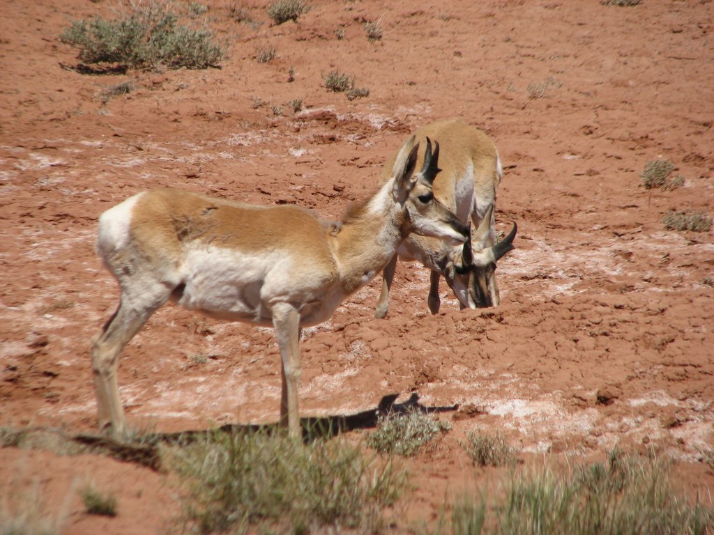 01 sanrafael pronghorn 100515.jpg