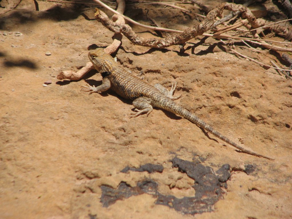 03 sanrafael lizard 100515.jpg