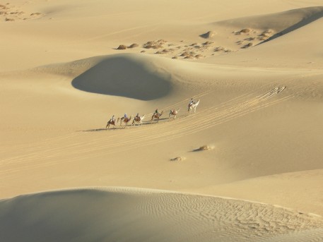 033006_camels.jpg