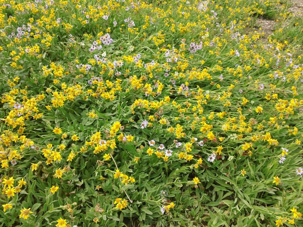 04 summers last wildflowers 110917.jpg