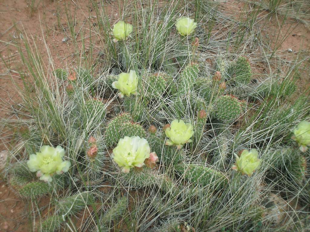 05 flaming gorge prickly pear in camp 100626.jpg