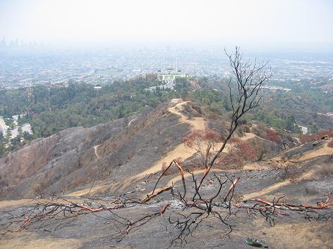 060907_burntree.JPG