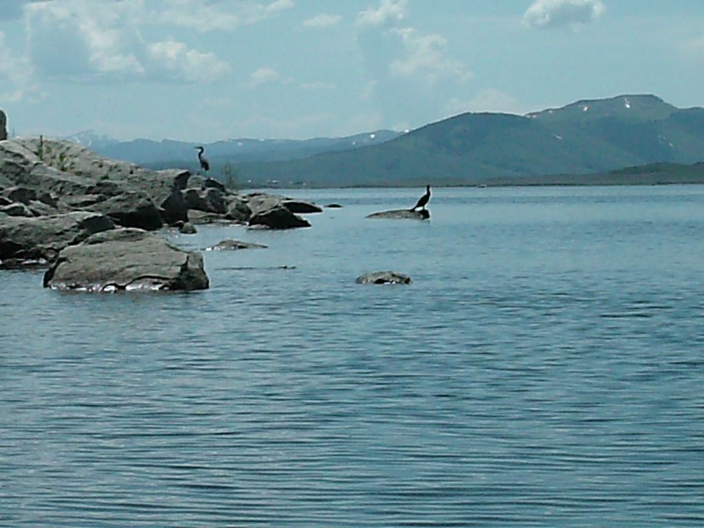 07 blackfoot kayak heron cormorant 090530.jpg