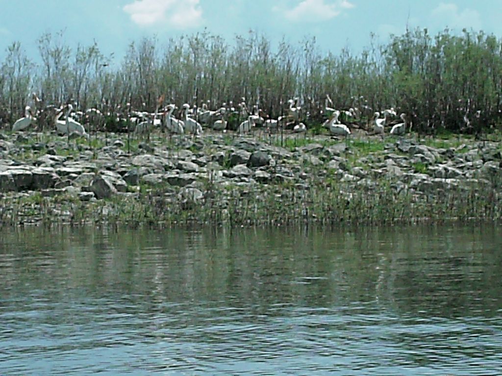 08 blackfoot kayak pelicans willow is 090530.jpg