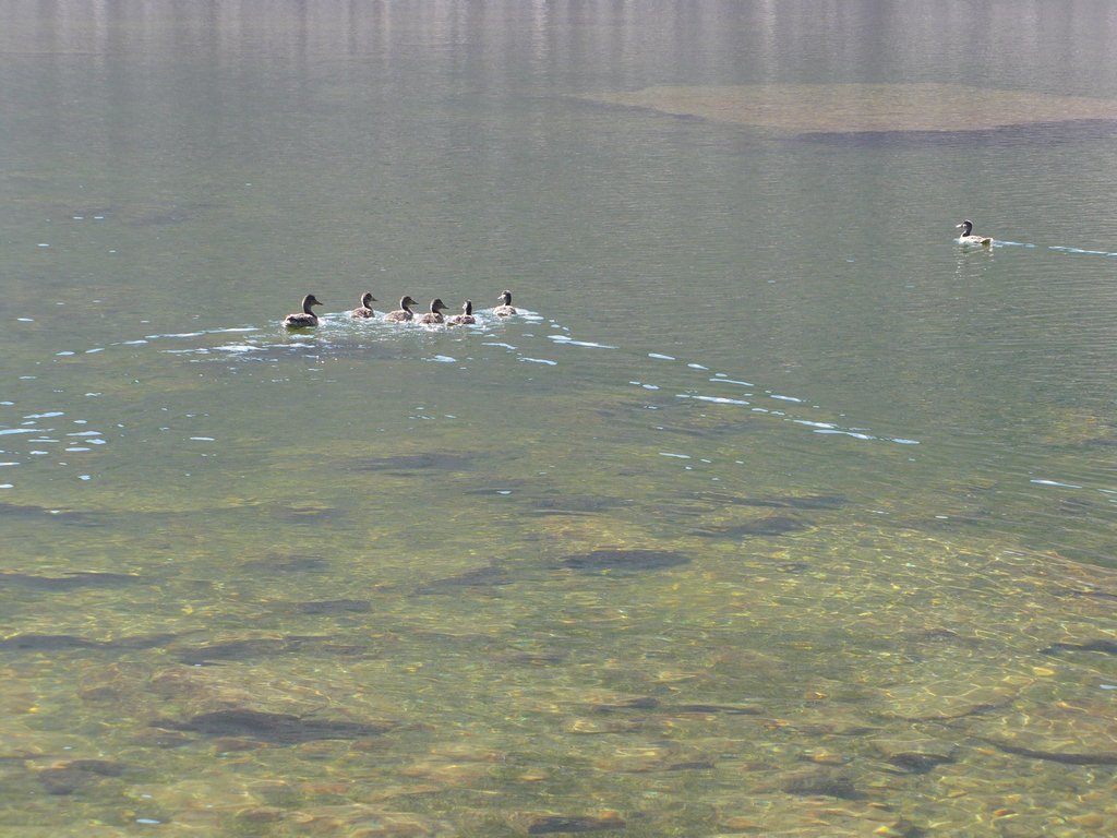 08 uintas s erickson lk ducks 090907.jpg