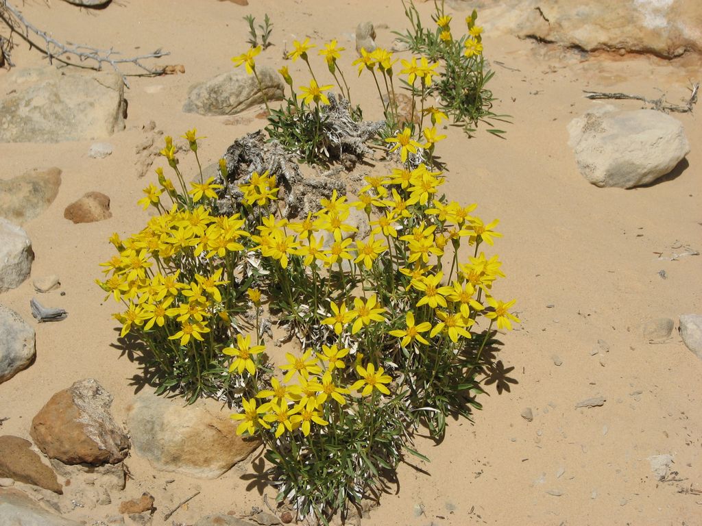11 san rafael swell - copper globe mine flowers 100531.jpg