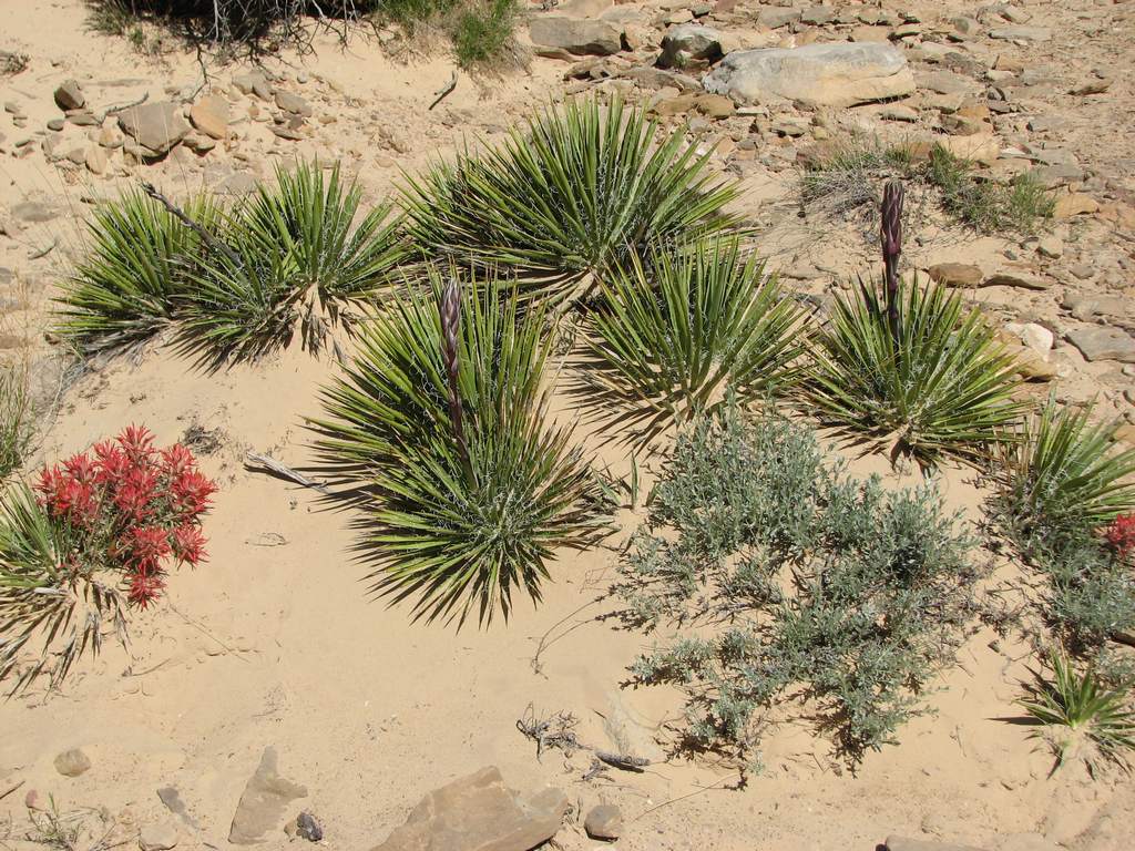 12 san rafael swell - copper globe mine yucca 100531.jpg