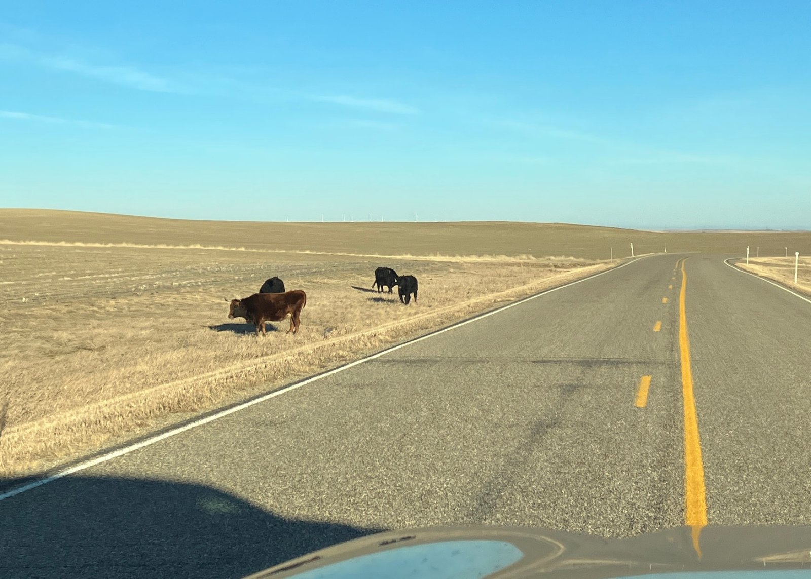 3215MTCowsByRoad.JPG