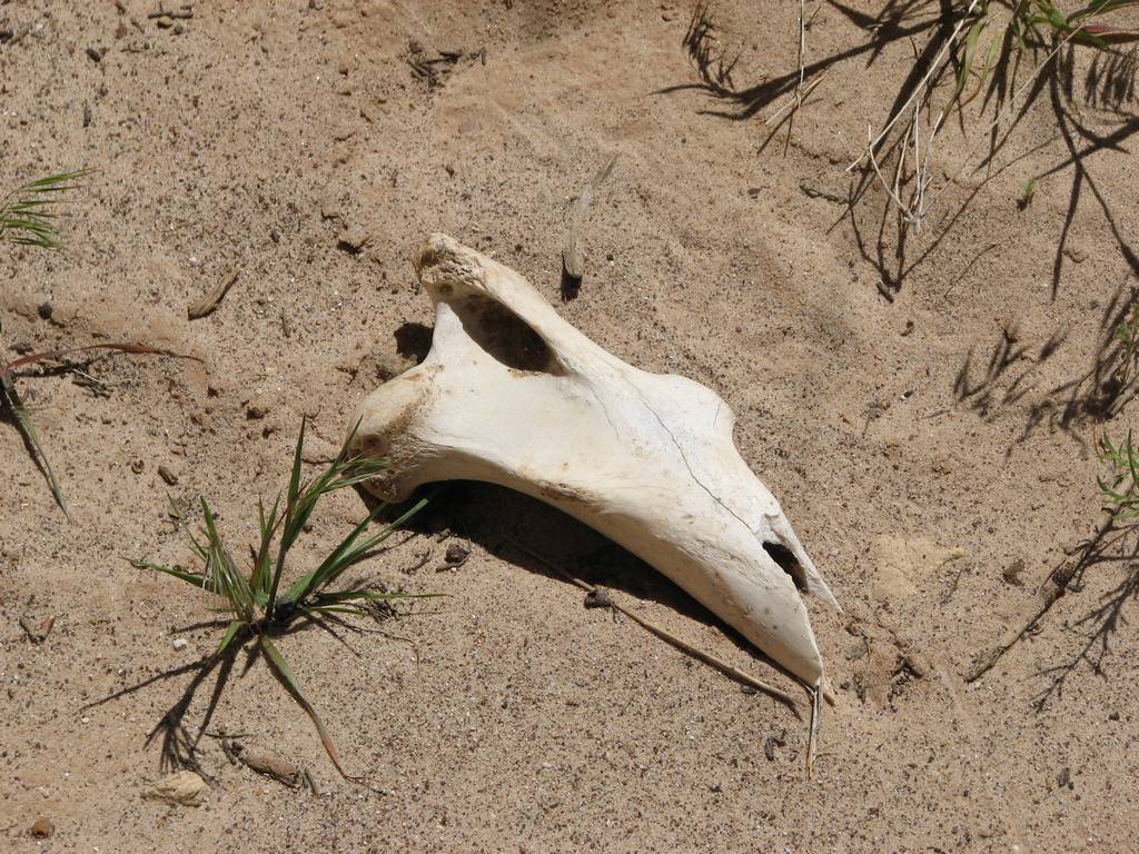 35 sanrafael uneva cyn bone 100516.jpg