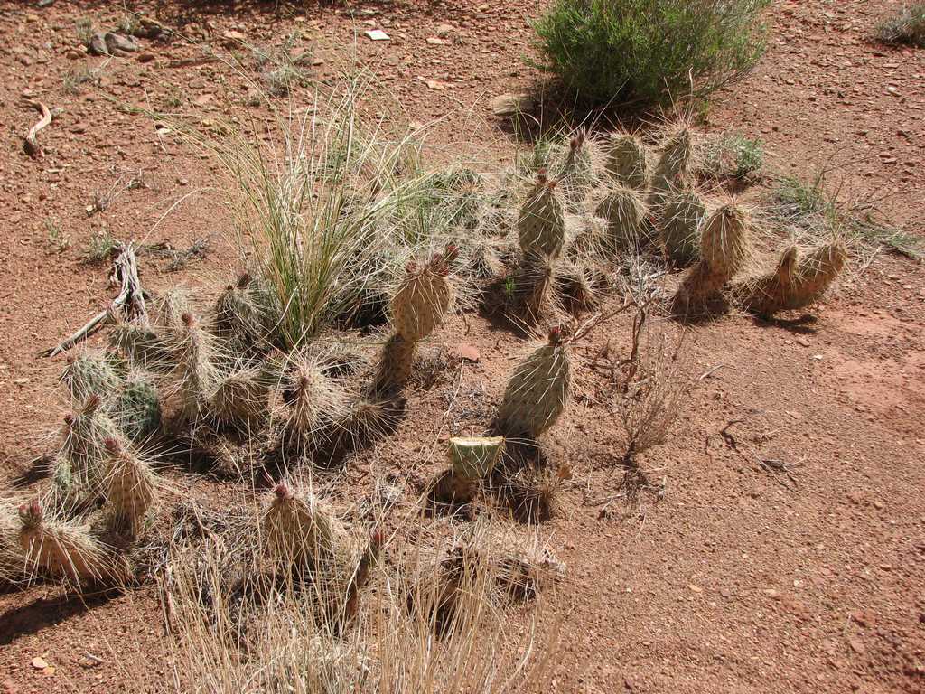 39 sanrafael cactus 100516.jpg