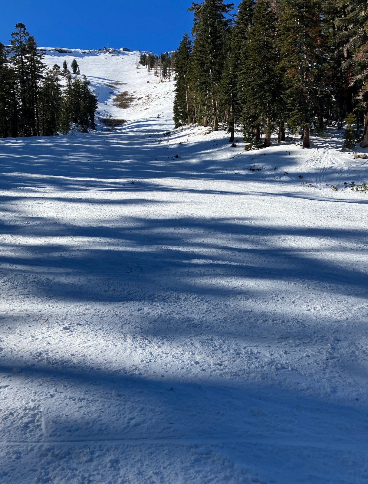7730MonteWolfe2Top.JPG