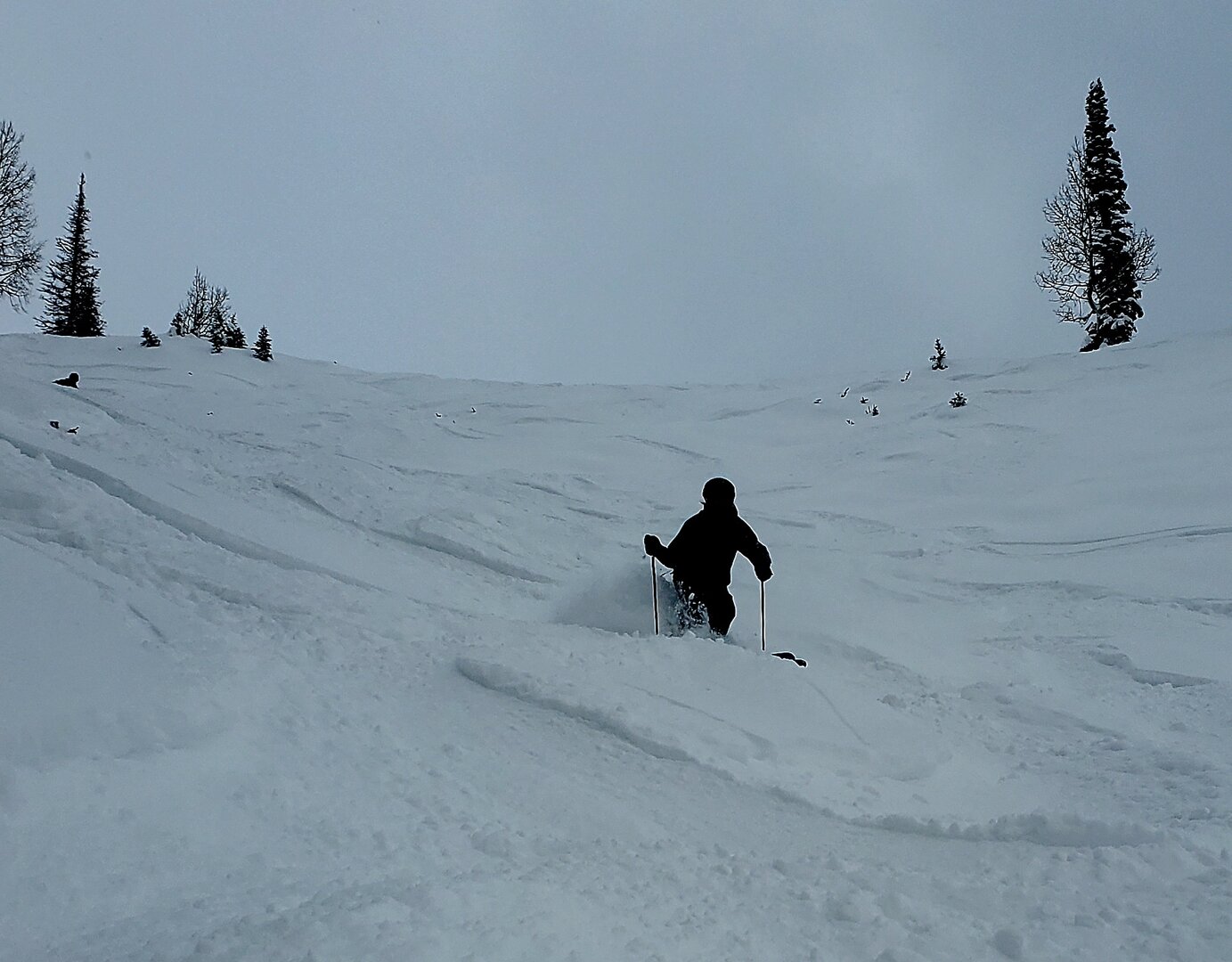 8 jan 2026 phone 3 shot snowbird.jpg