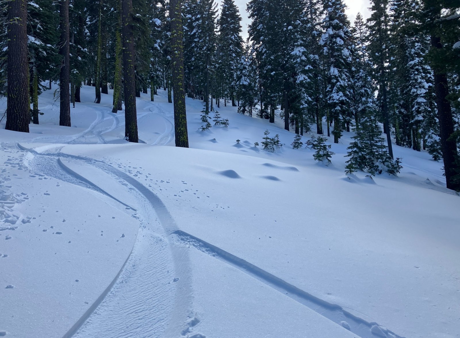 8503LookoutGlade.JPG
