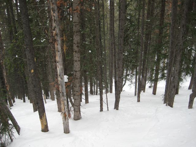 beaver 2 trees hard lines.jpg