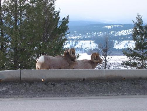 bighorns.jpg