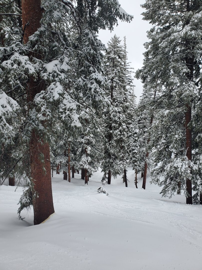 black forest snowbird 25 feb 2026.png