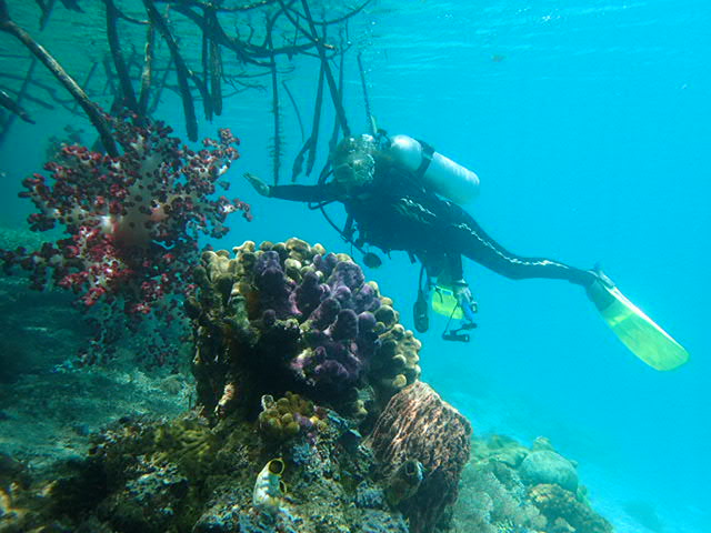 Blue Water Mangroves 1007.JPG