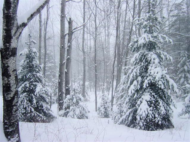 Cabin View.jpg