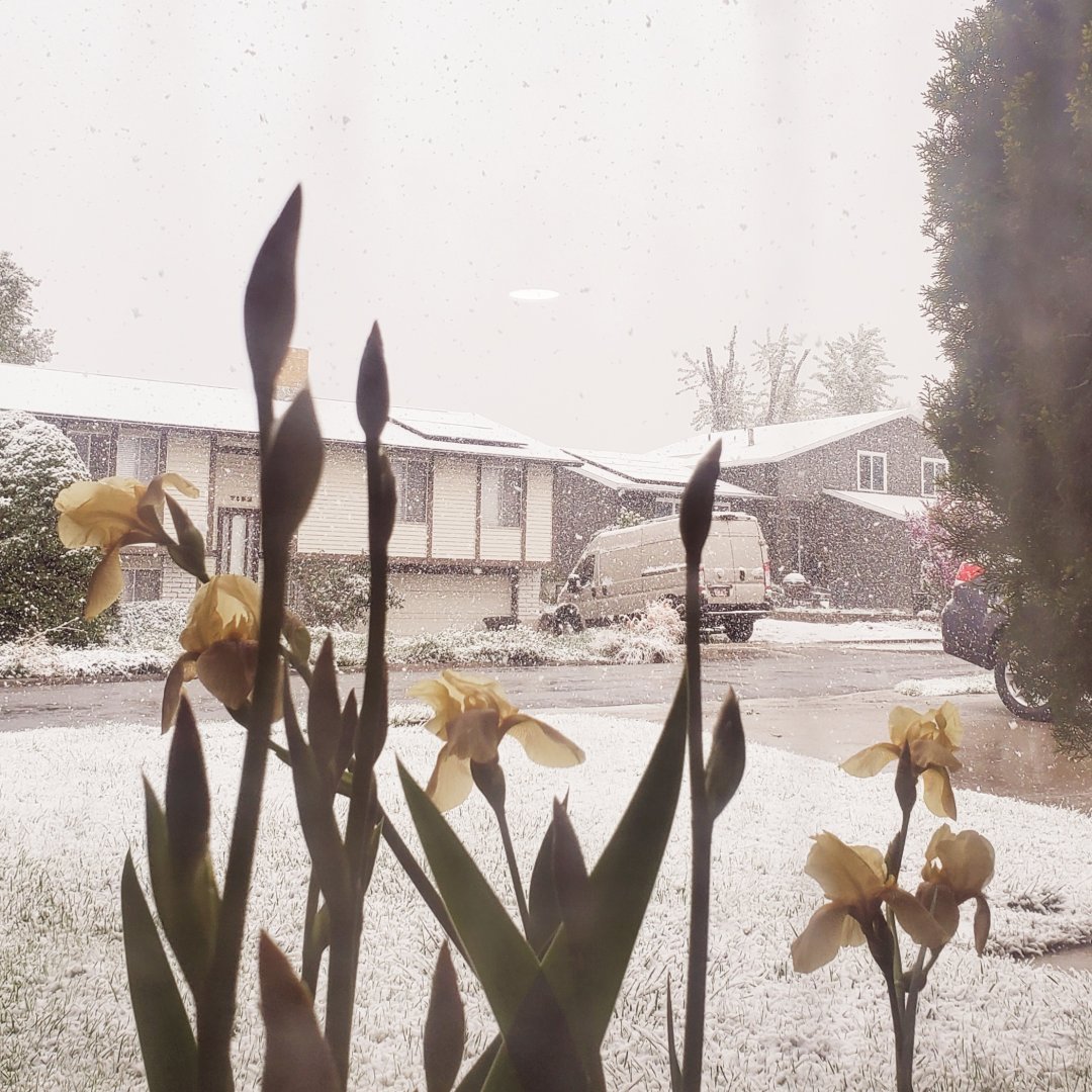 cinco de mayo flowers and snow at Vince house.jpg
