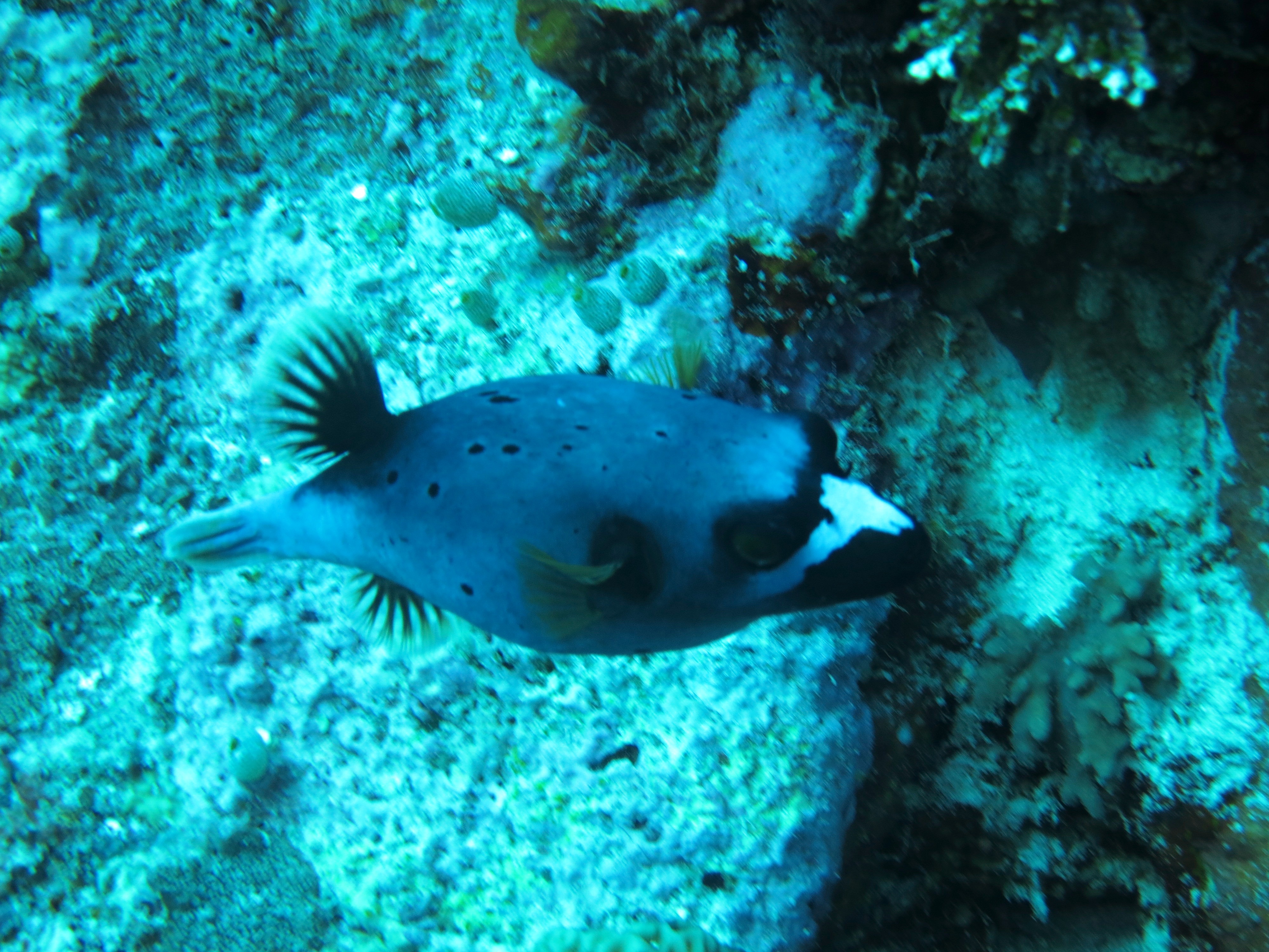 cowfish 1.JPG