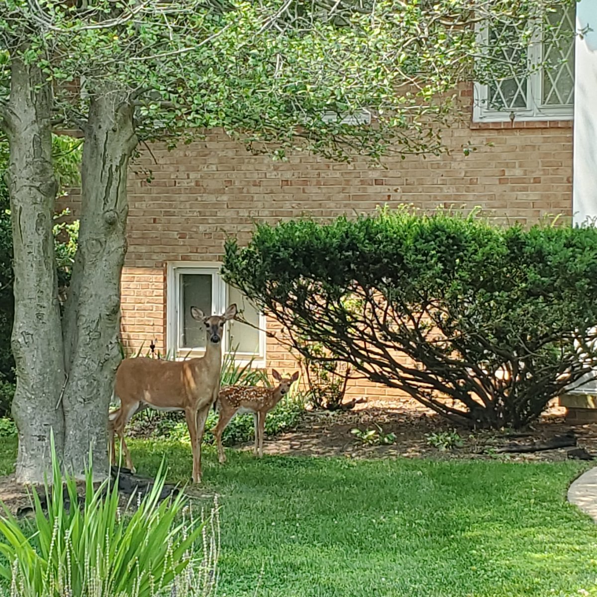 deer front year 2023.jpg