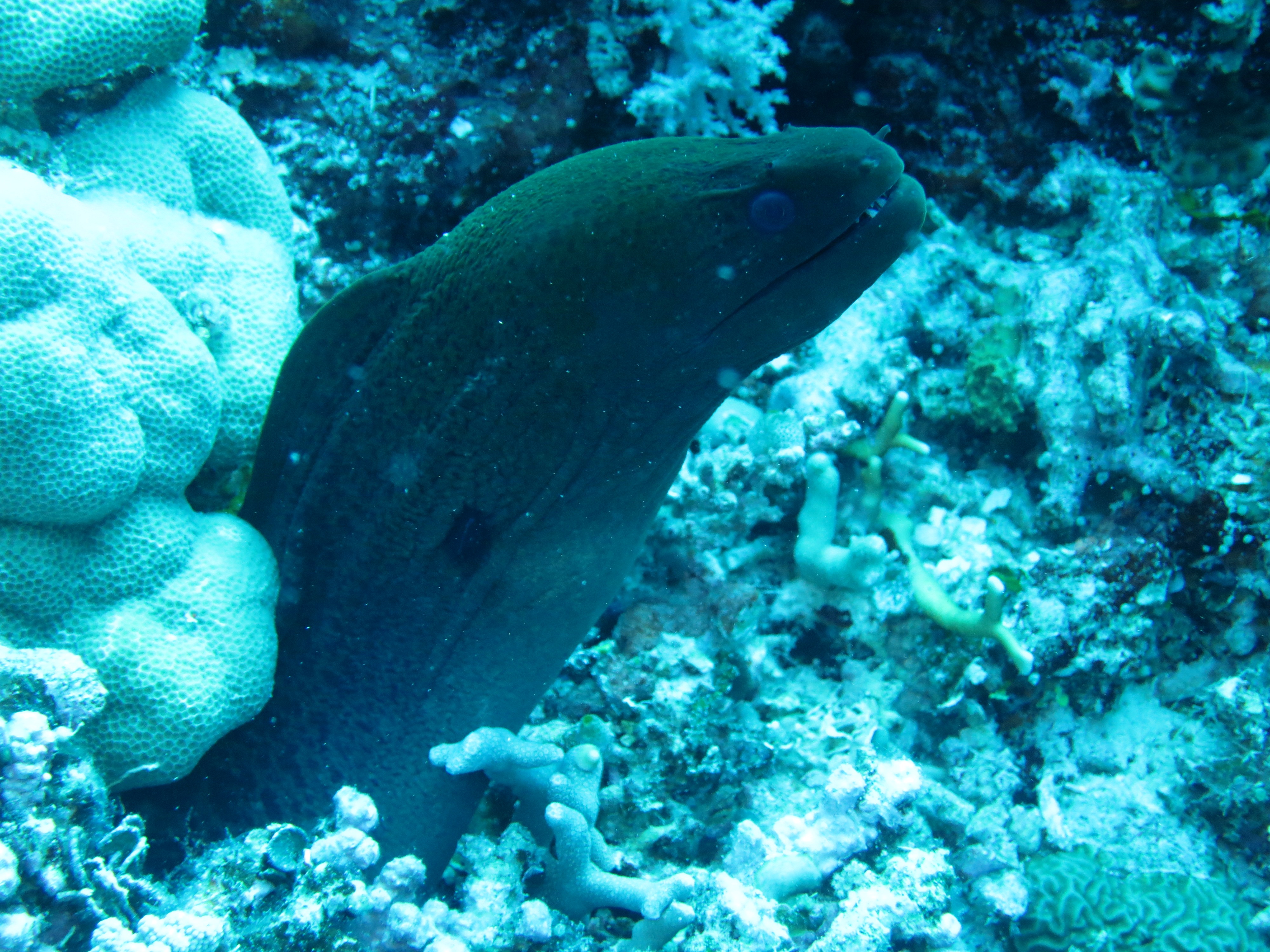 green moray 1.JPG