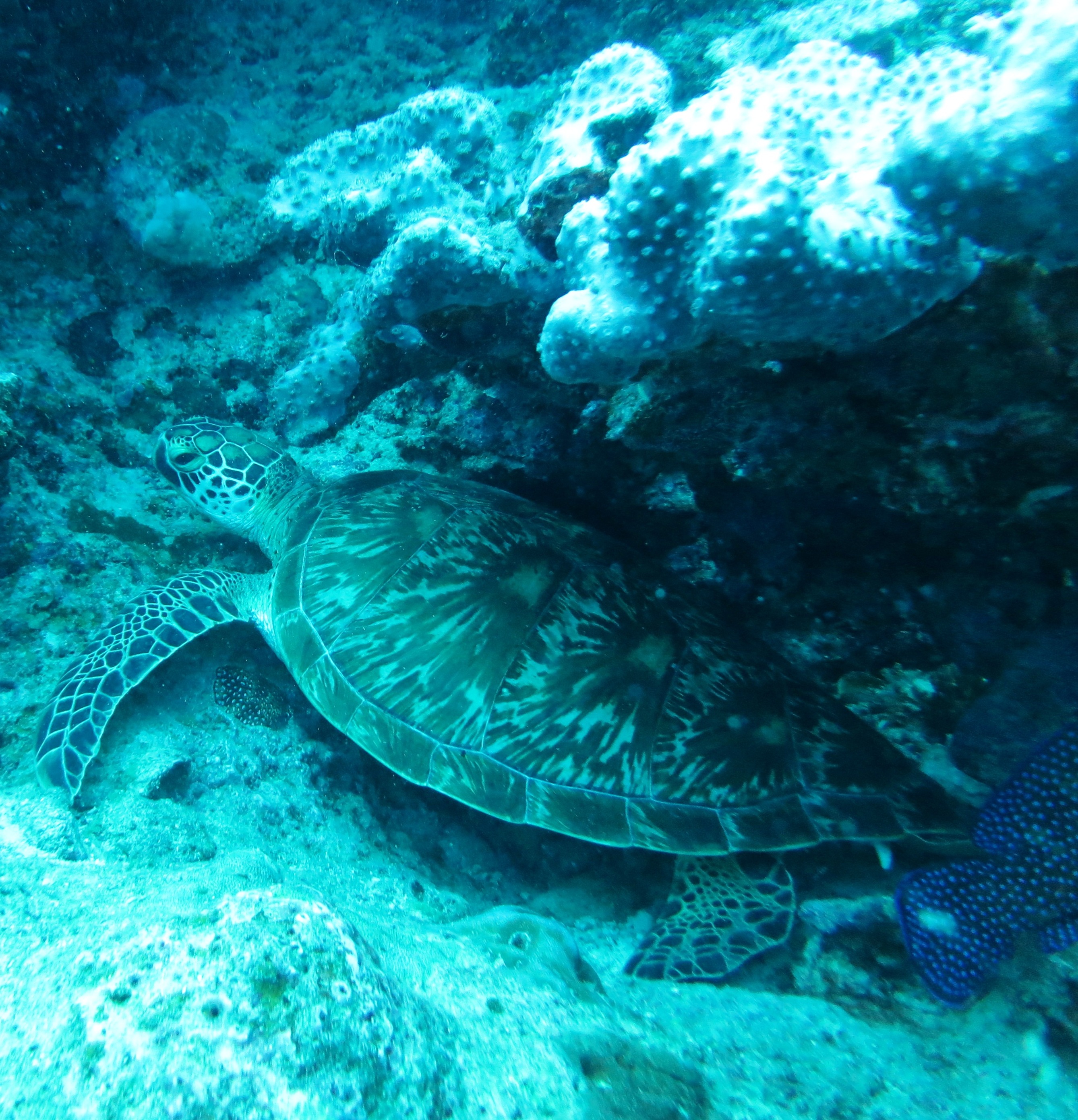 green turtle 2a.JPG