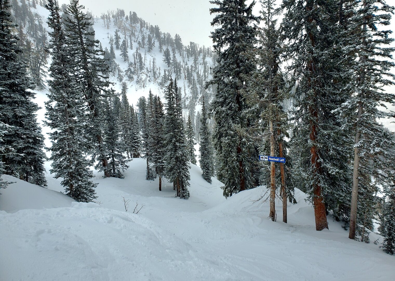 headwall forest solitude 17 feb 2026.jpg