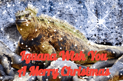 Iguana_Christmas.GIF