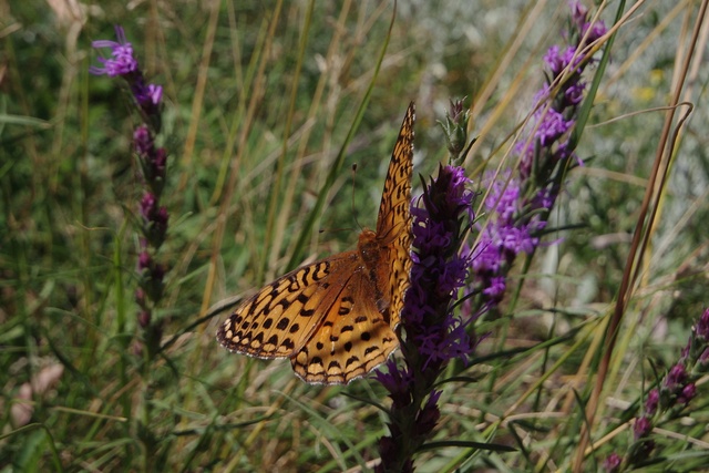 Image00017.jpg