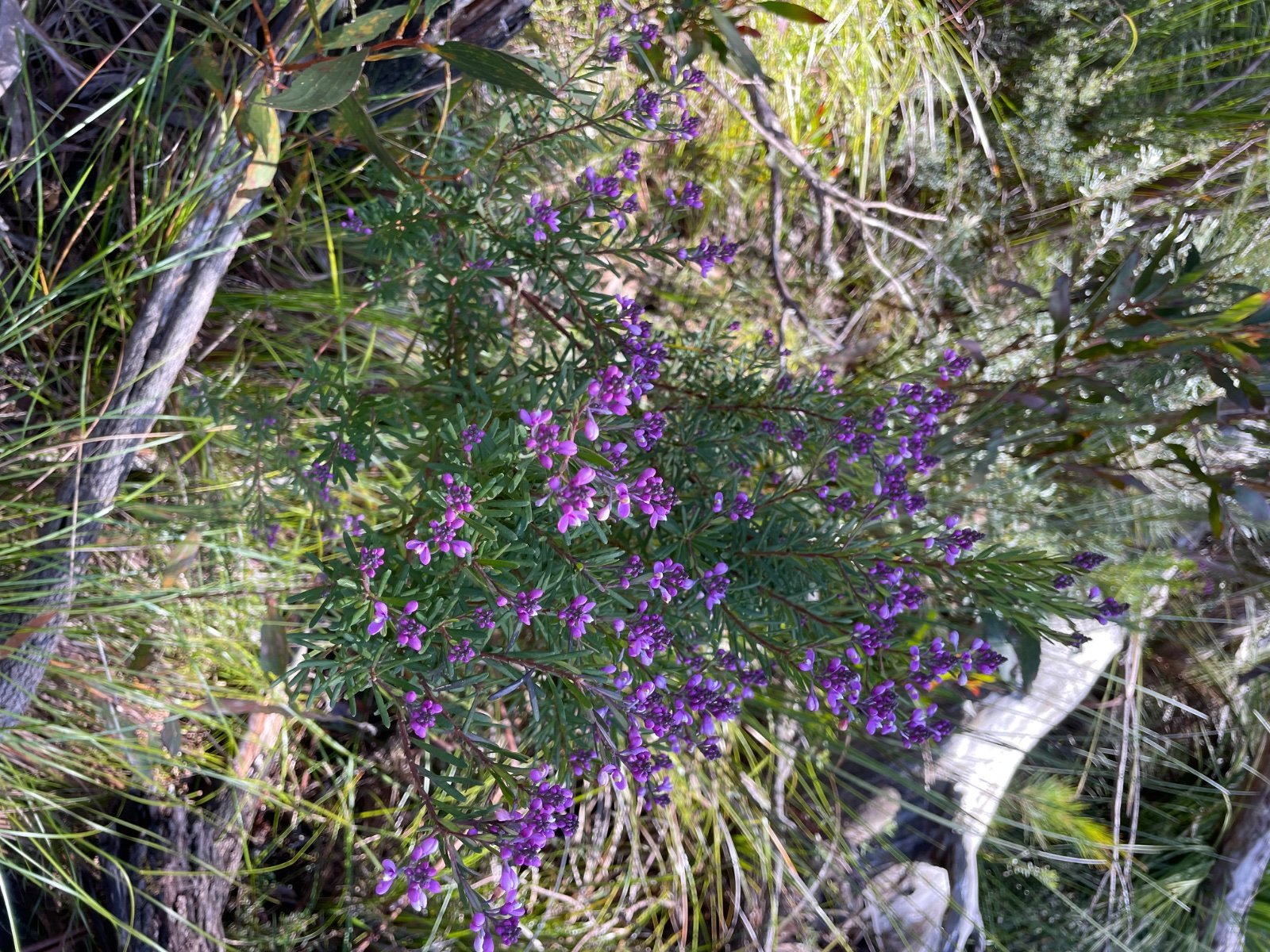IMG_3053.jpeg