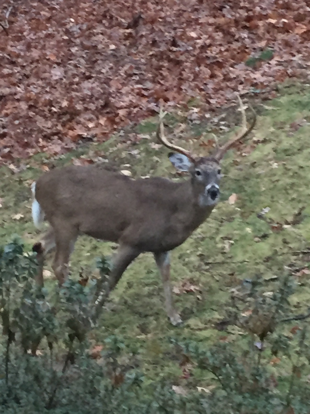 IMG_3712.jpeg