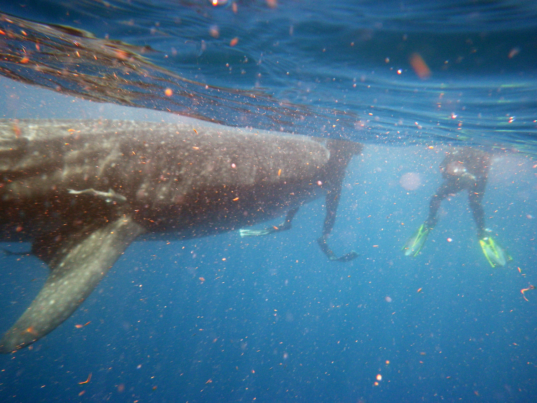 la nena day 3 1403a-ws mouth+divers.png