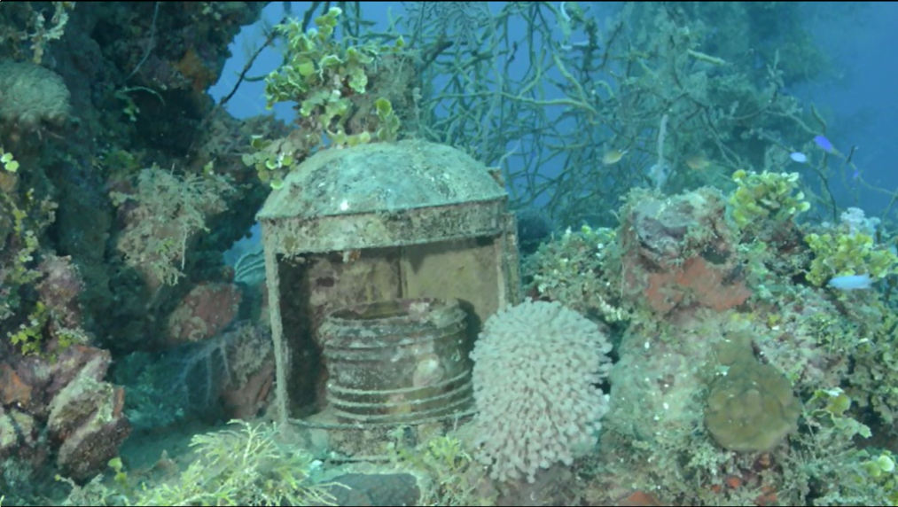 LanternCoral.png