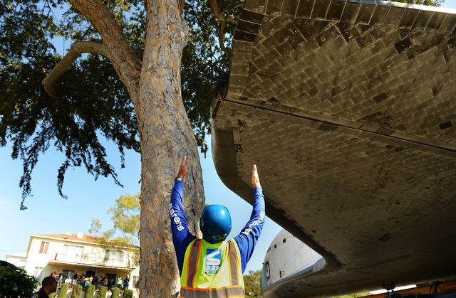 latimnes_endeavour_tree.jpg