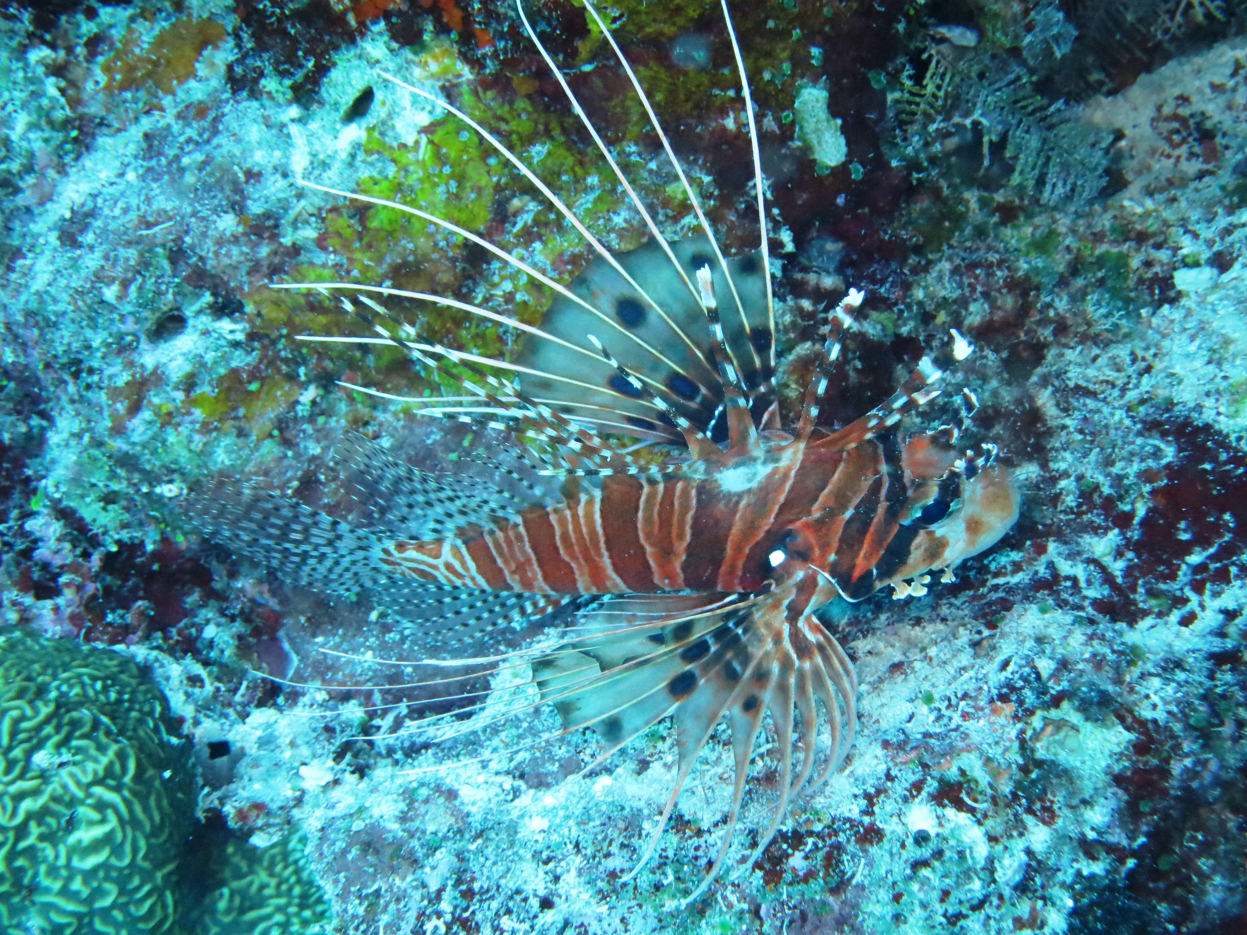 lionfish 5.JPG